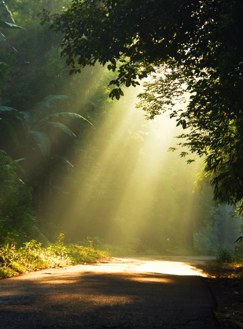 Forest Therapy Croatia